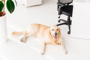 golden retriever köpek beyaz yerde yatarken  