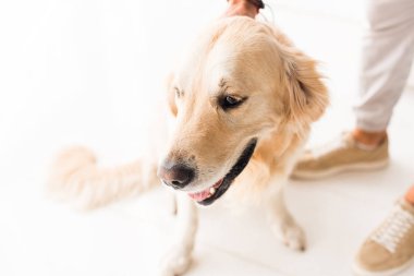 adamın komik golden retriever köpek okşayarak kırpılmış görünümü