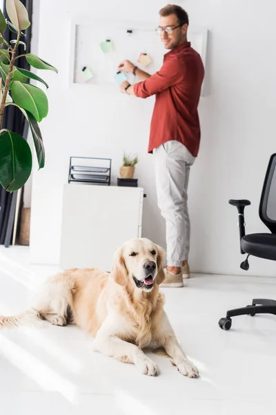 床の上に横たわるゴールデンレトリーバー犬の近くに立っている人 — ストック写真