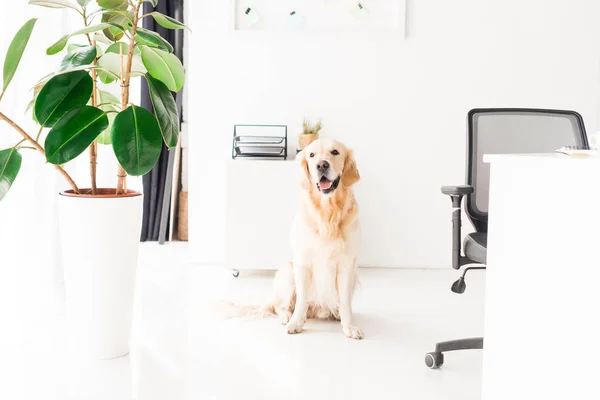Golden Retriever Hond Zittend Vloer Buurt Van Plant — Stockfoto