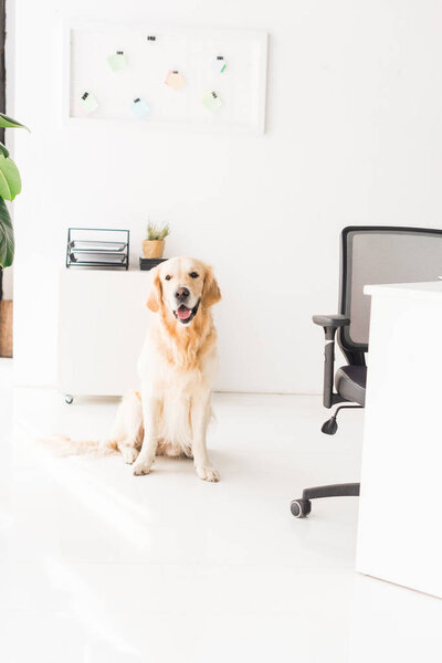 golden retriever dog sitting on floor near chair at workplace