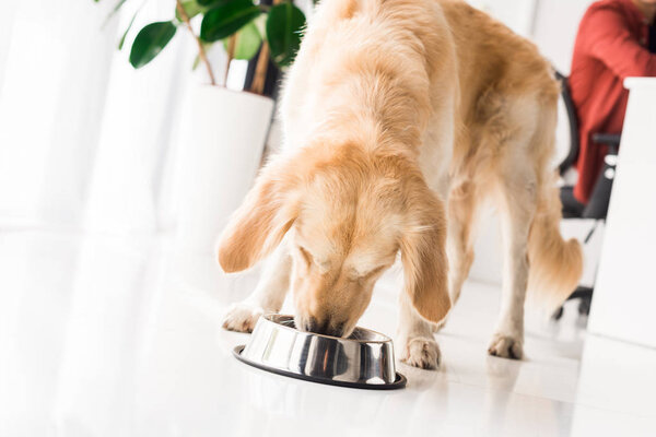 golden retriever eating food from dog bowl