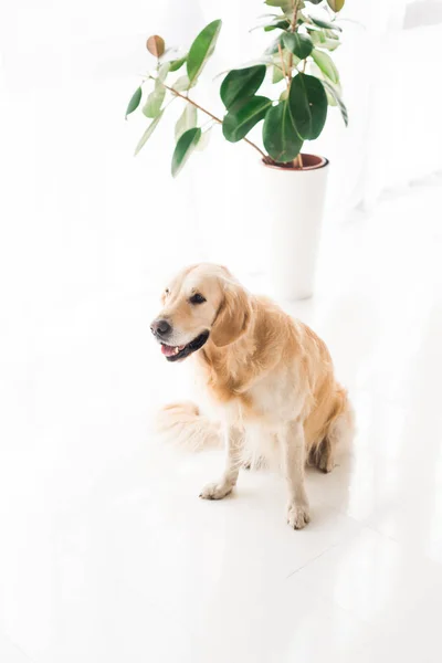 Golden Retriever Siedząc Podłodze Pobliżu Roślin — Darmowe zdjęcie stockowe