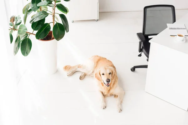 golden retriever dog lying on white floor near plant in office