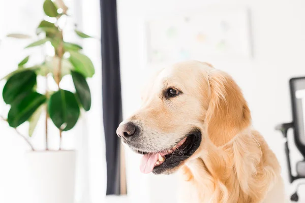 Golden Retriever Σκύλου Κοντά Στο Εργοστάσιο Επιλεκτική Εστίαση — Φωτογραφία Αρχείου