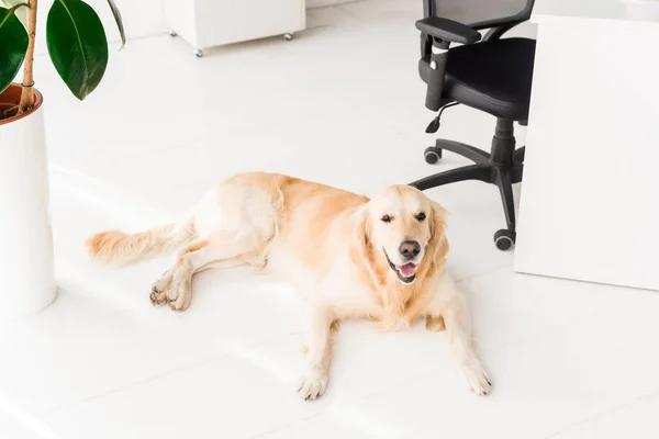 Zlatý Retrívr Pes Leží Bílé Podlaze — Stock fotografie zdarma