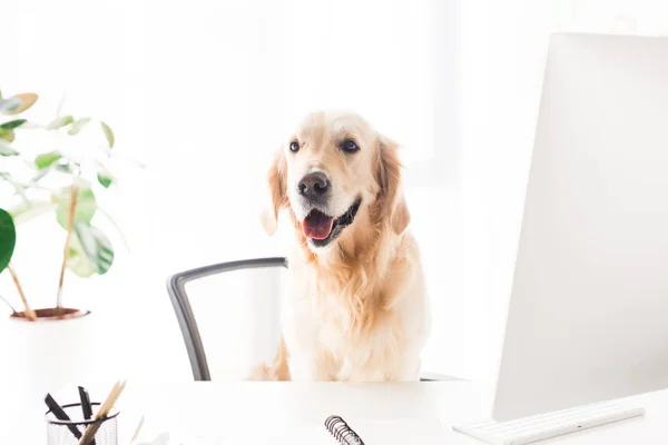 Cane Golden Retriever Seduto Sulla Sedia Fuoco Selettivo — Foto Stock