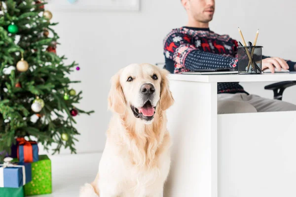 Man Christmas Sweater Sitting Table Golden Retriever Royalty Free Stock Images