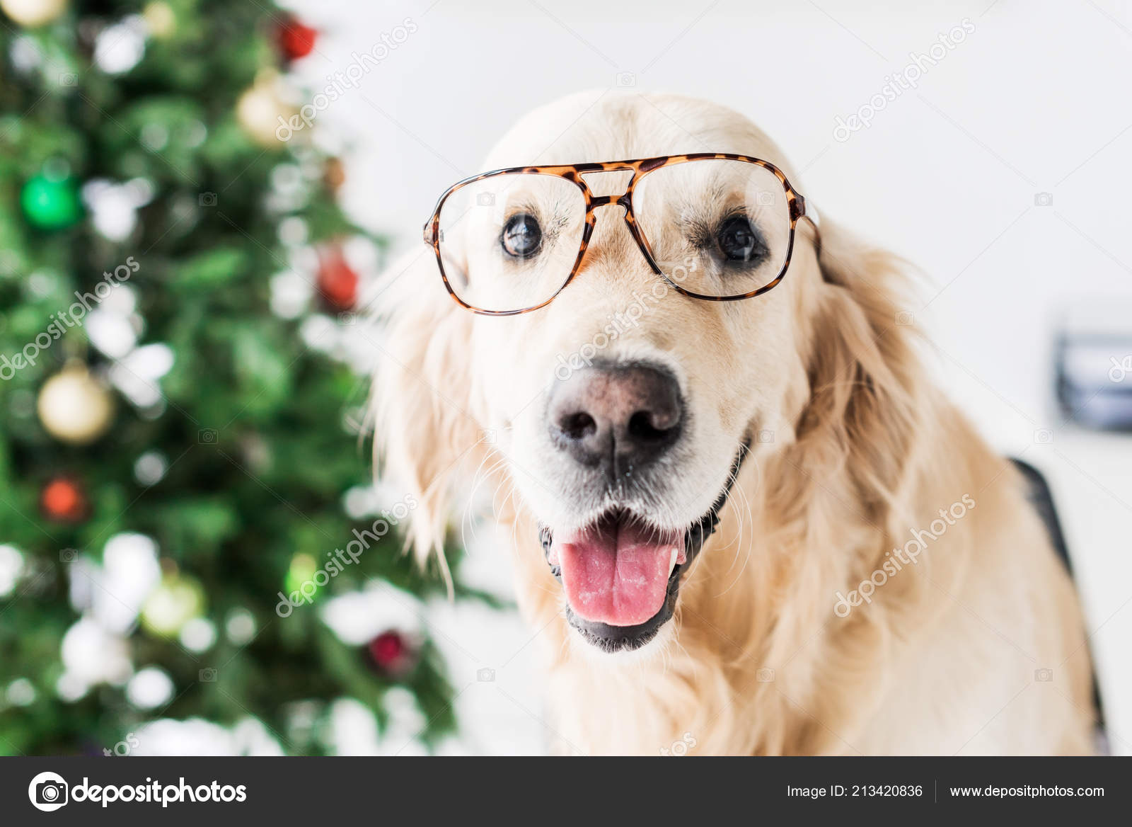 Golden Retriever Glasses Selective Focus — Free Stock Photo