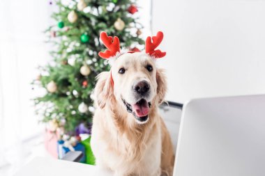 office ile Noel ağacı, seçici odak sandalyede oturan geyik boynuzları ile köpek