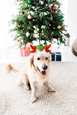Kızıl geyik boynuzları Noel ağacı yakınındaki altın geri almak