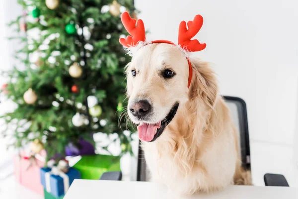 クリスマス ツリーの背景に椅子に座って鹿の角を持つ犬 — ストック写真