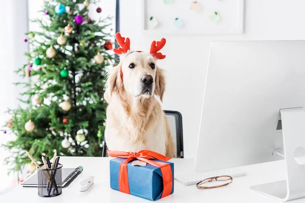 Dog Deer Horns Christmas Present Table Office — Stock Photo, Image