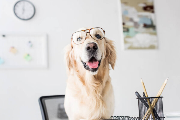 Business golden retriever in glasses sitting on chair in office