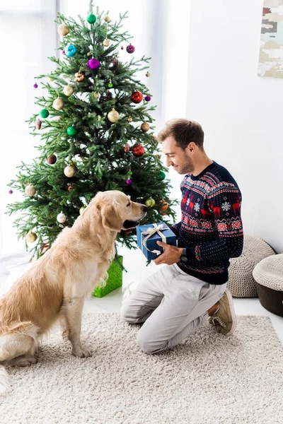 圣诞毛衣男子在圣诞树附近赠送礼品盒给金猎犬 — 图库照片