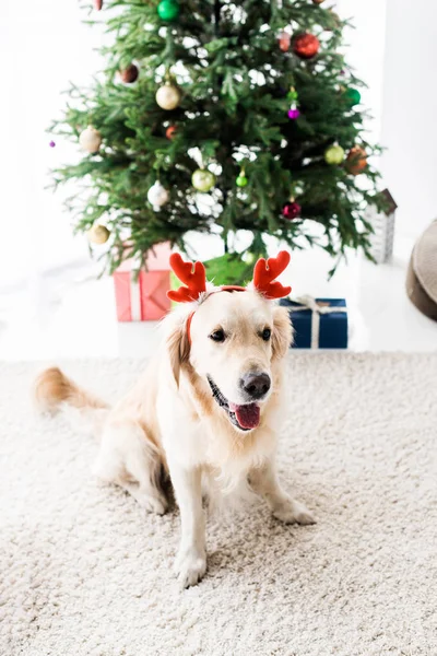 Golden Retriever Met Edelhert Hoorns Buurt Van Kerstboom — Stockfoto
