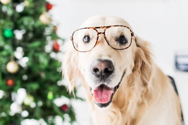 Golden Retriever Glasses Selective Focus Royalty Free Stock Images