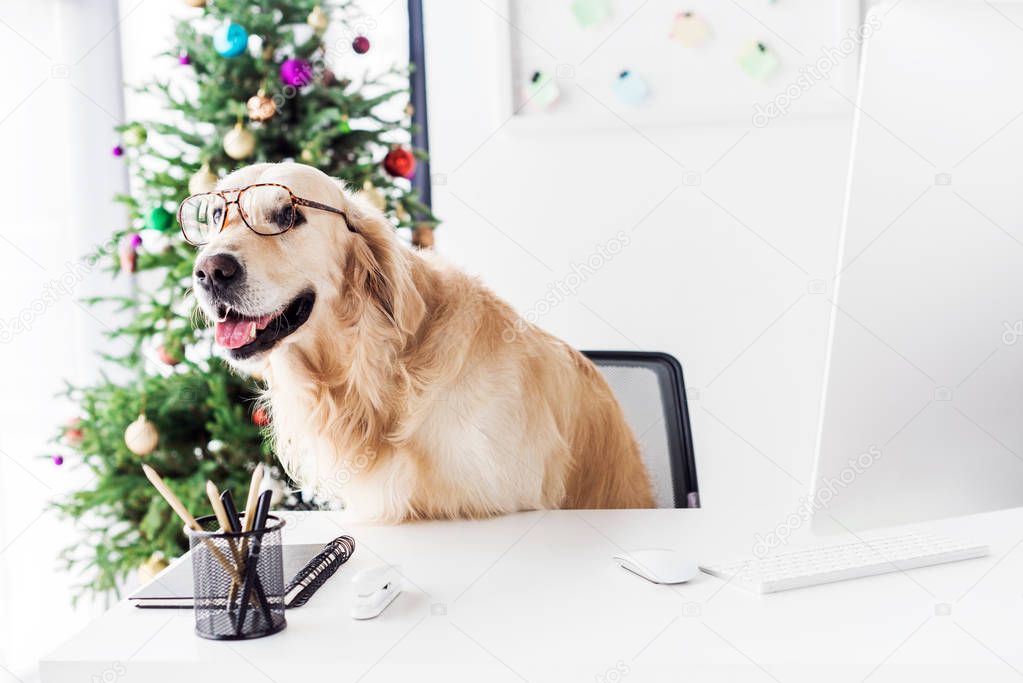 dog in glasses sitting on chair, christmas tree on background