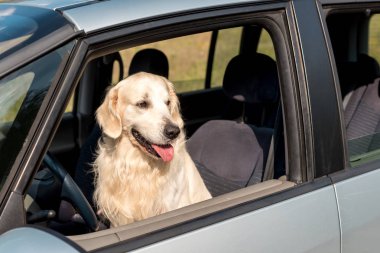 beautiful golden retriever dog looking out car window in field clipart