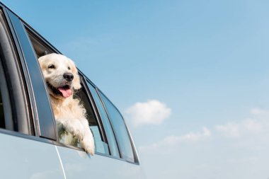 mavi gökyüzü önünde araba pencere bakarak sevimli golden retriever köpek