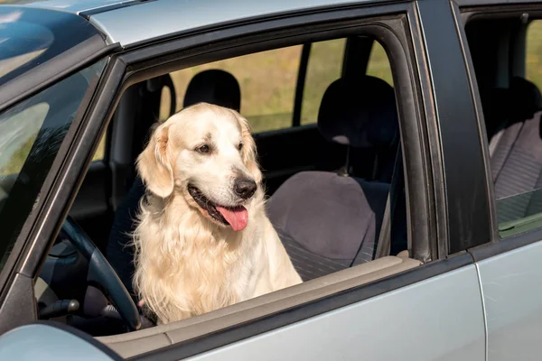 Beautiful Golden Retriever Dog Looking Out Car Window Field — Stock Photo, Image