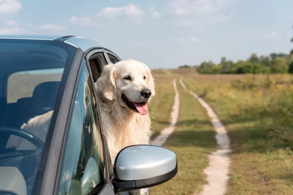 Cute Golden Retriever Dog Looking Out Car Window Field — Stock Photo, Image