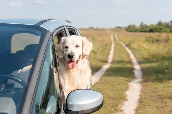 Adorable Golden Retriever Dog Looking Out Car Window Field — Stock Photo, Image