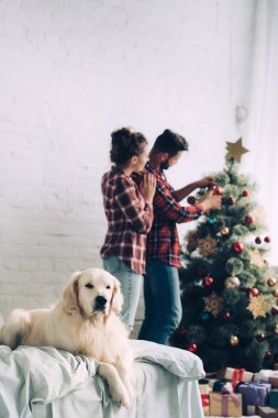 golden retriever kaç Noel ağacın arkasında evde dekorasyon süre yatakta oturmuş seçici odak
