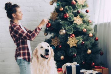 selective focus of golden retriever and woman decorating christmas tree behind at home