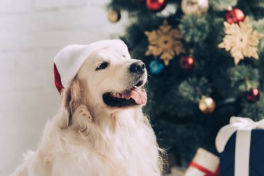 Noel ağacının yanında evde oturup Noel Baba şapkası sevimli golden retriever seçici odak