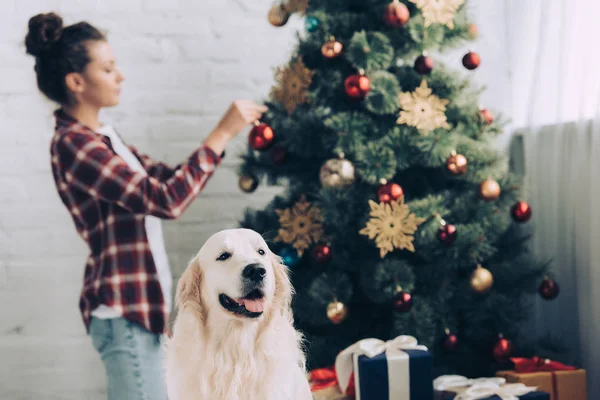 选择焦点的金毛猎犬和妇女装饰圣诞树背后的家 — 图库照片