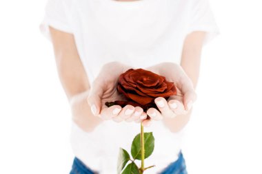 Partial view of woman holding wonderful red flower isolated on white clipart