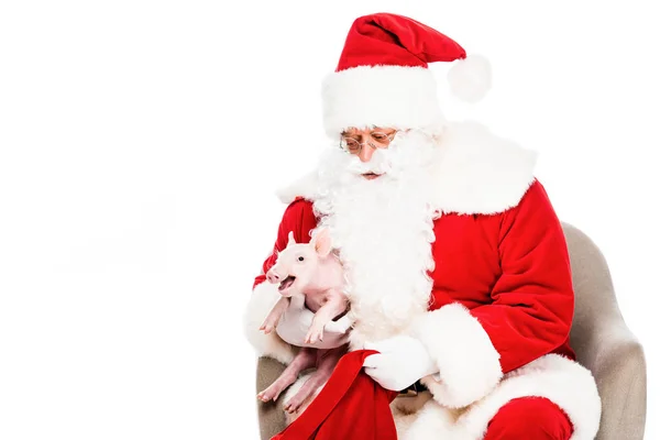 Glücklich Weihnachtsmann Sitzt Sessel Und Streichelt Kleines Schwein Isoliert Auf — kostenloses Stockfoto