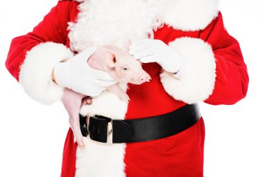 cropped shot of santa claus holding little pig and petting her isolated on white clipart
