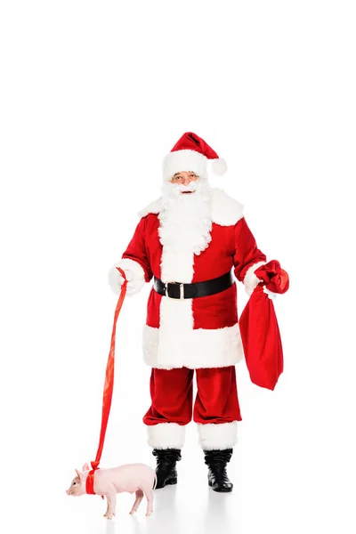 Confused Santa Claus Leashed Piggy Isolated White — Stock Photo, Image
