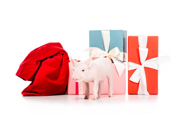 adorable little pig and red bag near christmas presents isolated on white