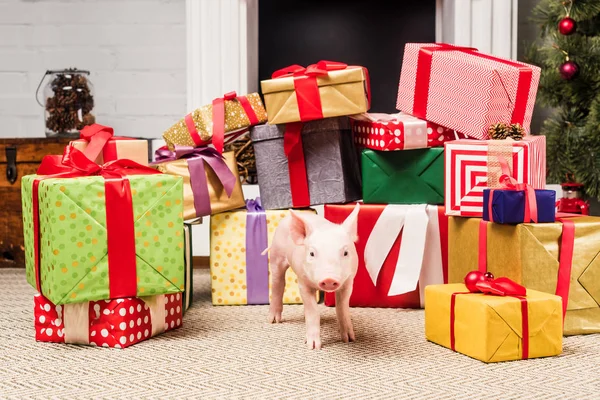 Прелестная Маленькая Свинья Возле Рождественских Подарков — стоковое фото
