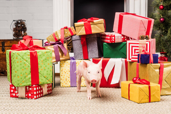 adorable little pig near christmas presents