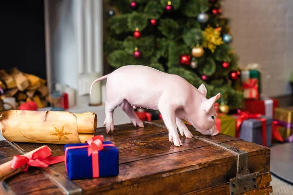 Niedliches Schweinchen Auf Holzkiste Zur Weihnachtszeit — Stockfoto