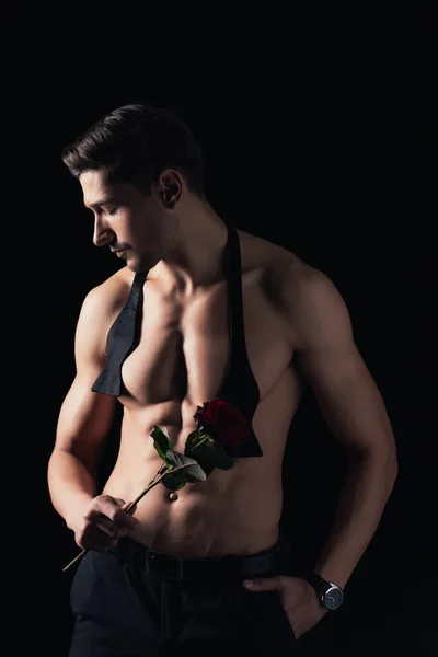 Hemdloser Mann Hält Rote Rose Der Hand Posiert Und Schaut — Stockfoto