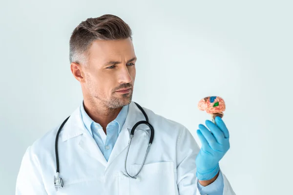 handsome doctor looking at brain model isolated on white