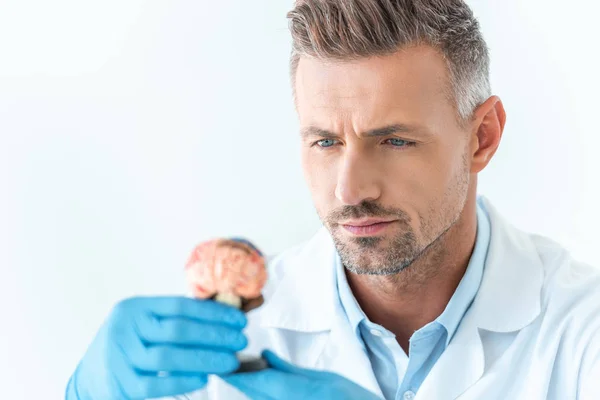 Selective Focus Handsome Scientist Looking Brain Model Isolated White — Stock Photo, Image
