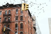 urbane Szene mit Vögeln, die über Gebäude in New York City fliegen, USA