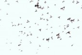 Картина, постер, плакат, фотообои "full frame of wild birds flying in clear blue sky", артикул 231332290