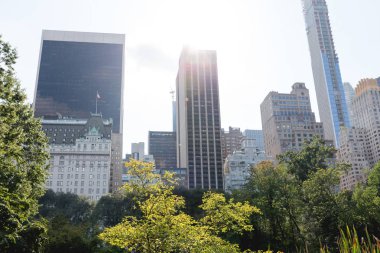 yeşil ağaçlar ve şehir mimarisi, new york, ABD ile kentsel manzara