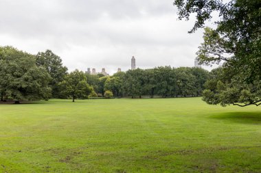 scenic view of green trees and grass in city park in new york, usa clipart