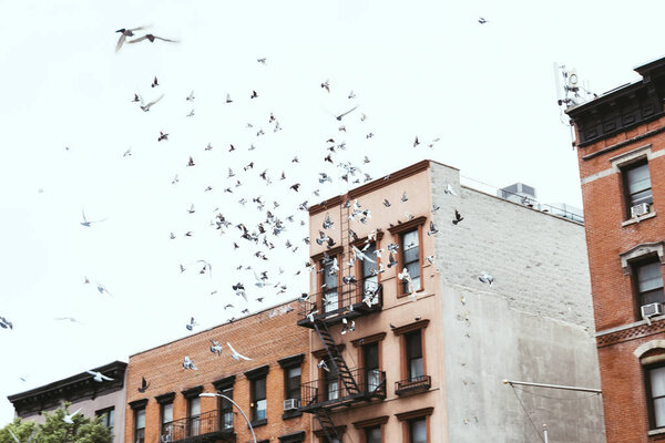 Urban scene with birds flying over buidings in new york, usa