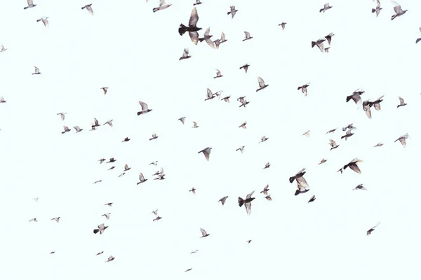 Plnoformátový Volně Žijících Ptáků Letící Jasně Modré Obloze — Stock fotografie