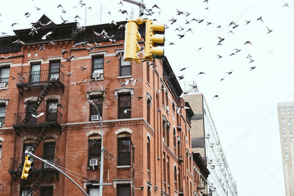 urban scene with birds flying over buidings in new york city, usa