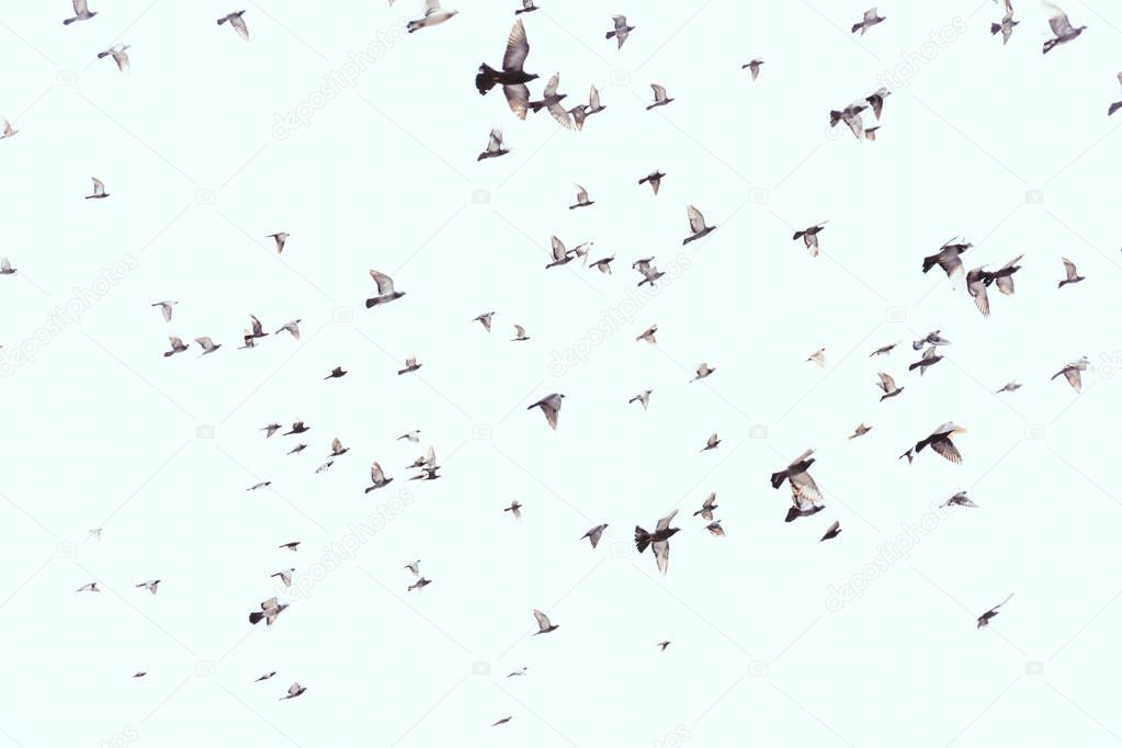 full frame of wild birds flying in clear blue sky